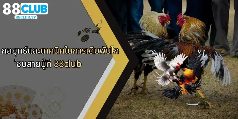 กลยุทธ์และเทคนิคในการเดิมพันไก่ชนสายบู๊ที่ 88club