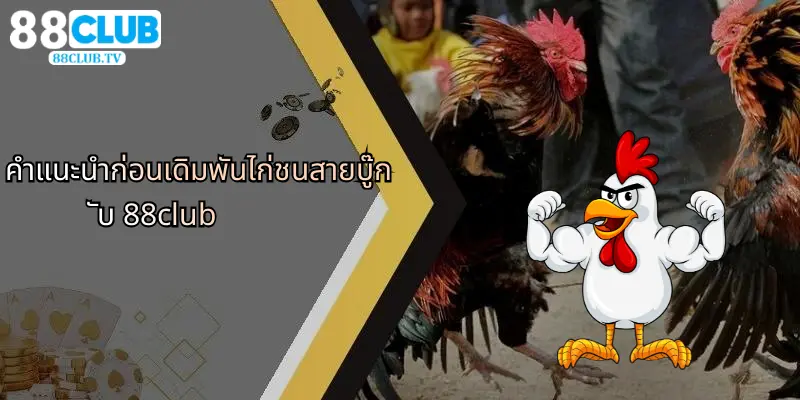 คำแนะนำก่อนเดิมพันไก่ชนสายบู๊กับ 88club