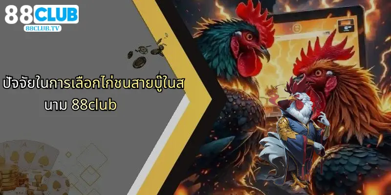 ปัจจัยในการเลือกไก่ชนสายบู๊ในสนาม 88club