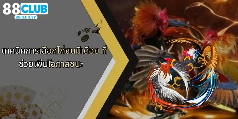 เทคนิคการเลือกไก่ชนมีเดือย ที่ช่วยเพิ่มโอกาสชนะ